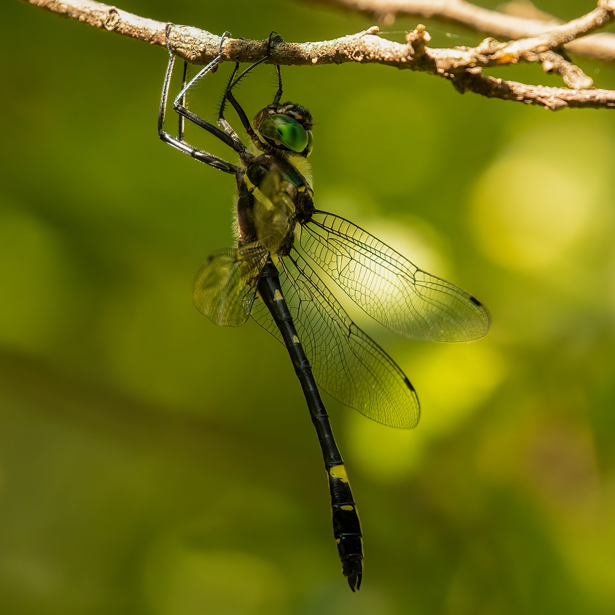 Macromia illinoiensis