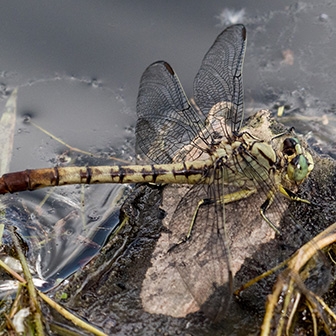 Jade Clubtail female