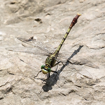 Jade Clubtail male