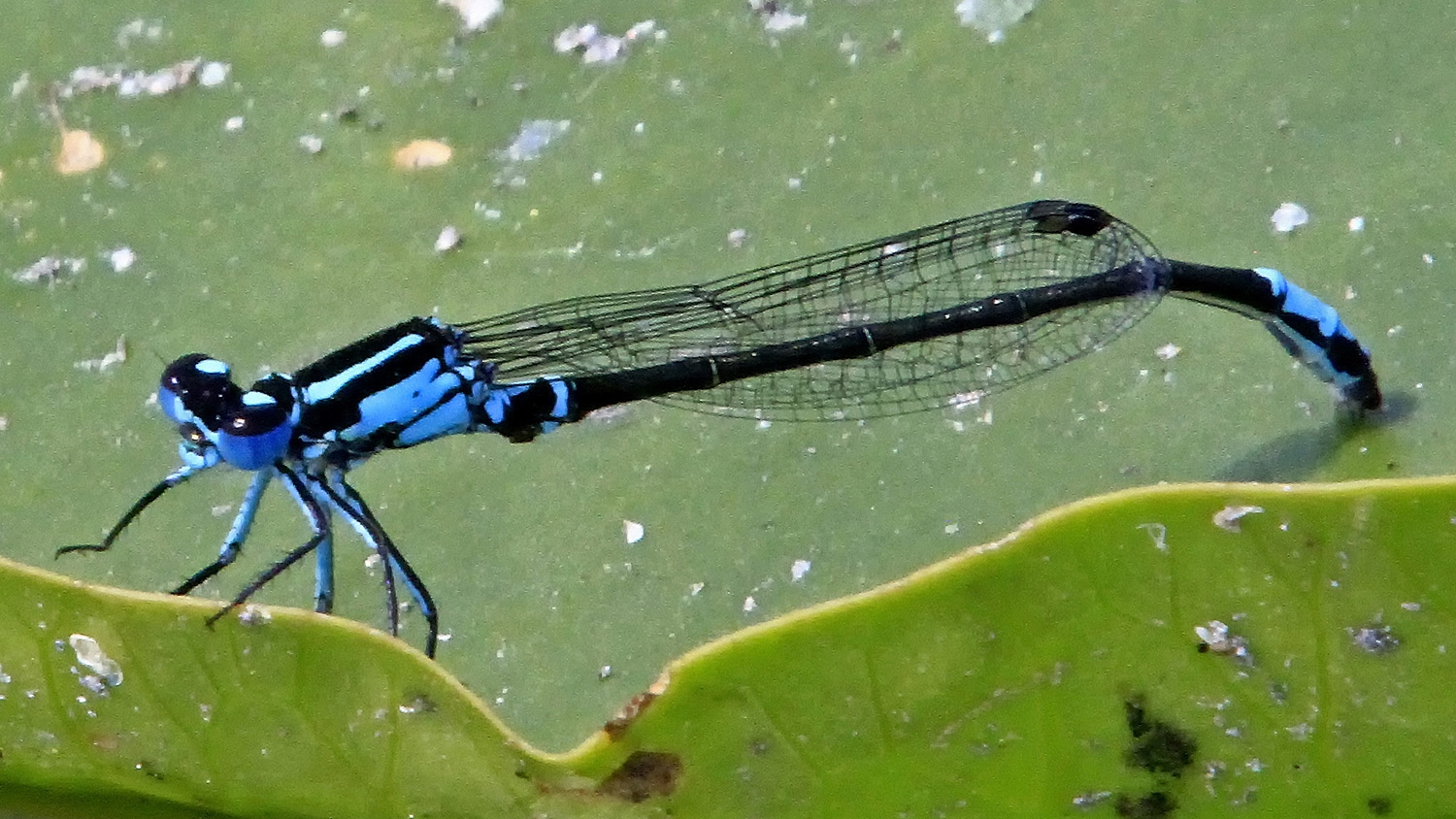 Lilypad Forktail