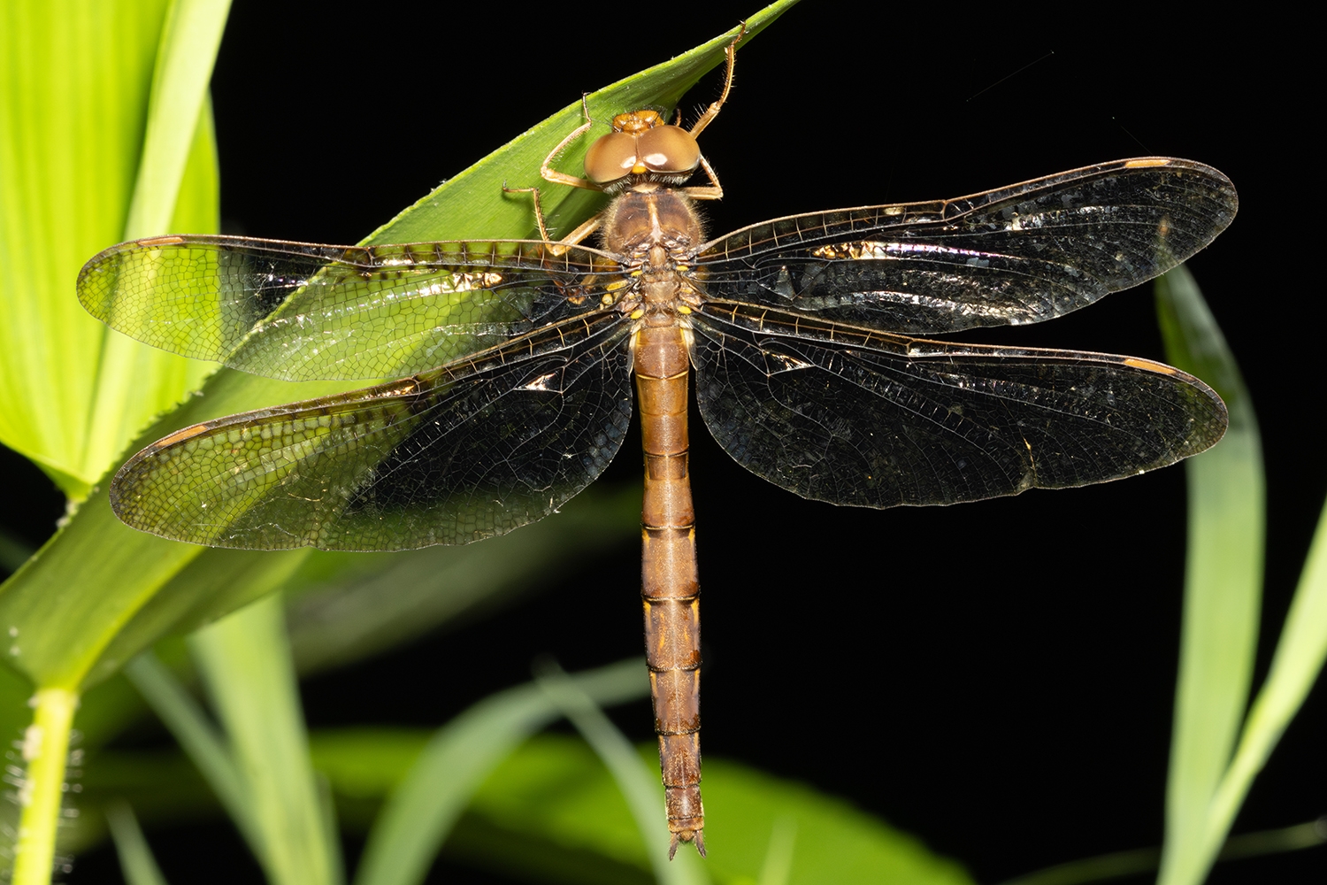 Shadowdragons fly from dusk into the darkness. This individual was tracked by flashlight close to 9:00 at night when all light was gone, foraging over the creek. With my wife's assistance tracking her by flashlight,  I was able to net her, take some photos and then release her on this plant.