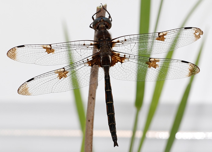 WADFPrinceBaskettail-MKR.jpg