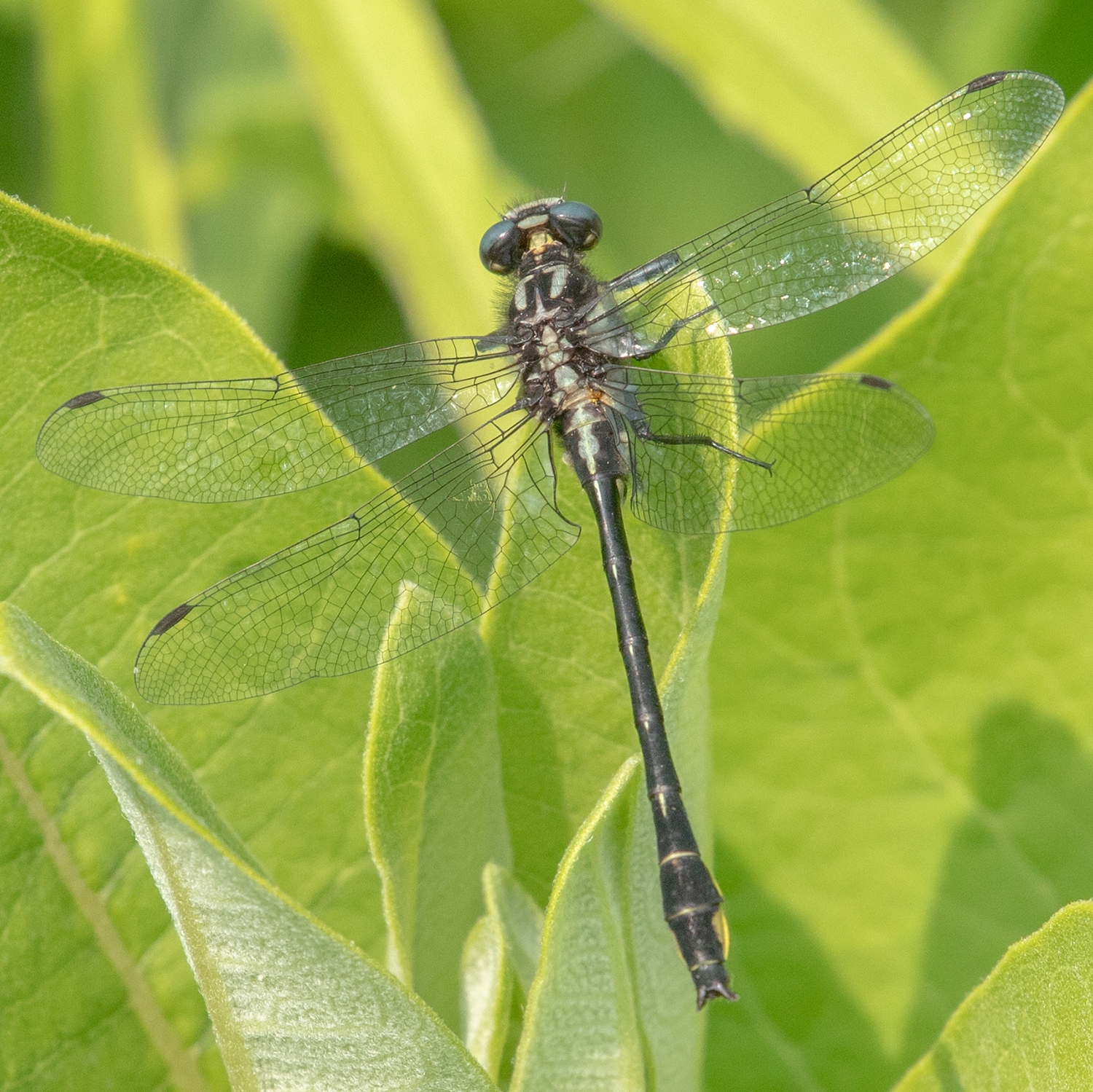 Phanogomphus quadricolor