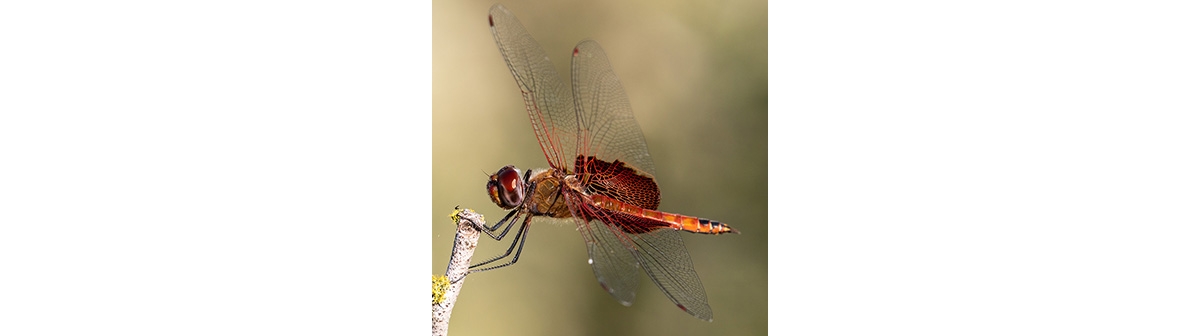 red saddlebags