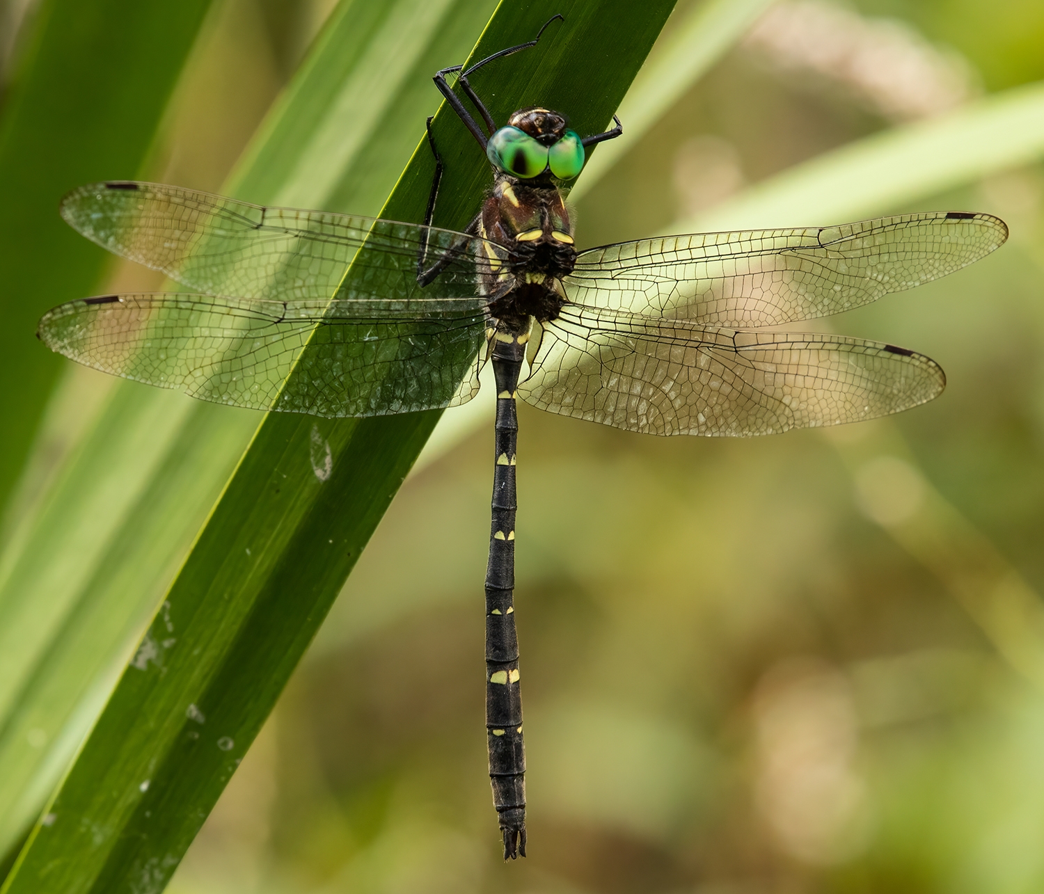 Royal River Cruiser (Macroma taeneolata) male