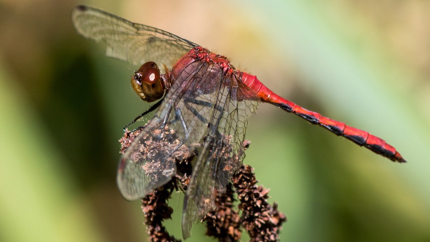 Ruby Meadowhawk male