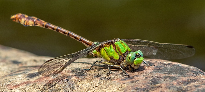 WADFRustySnaketailMale-MKR.jpg