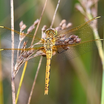 SaffronwingedMeadowhawkFemale-MK.jpg