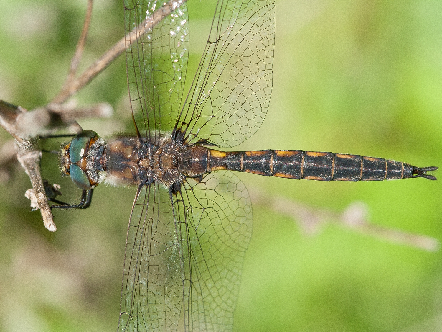 Slender Baskettail (Epitheca costalis) male