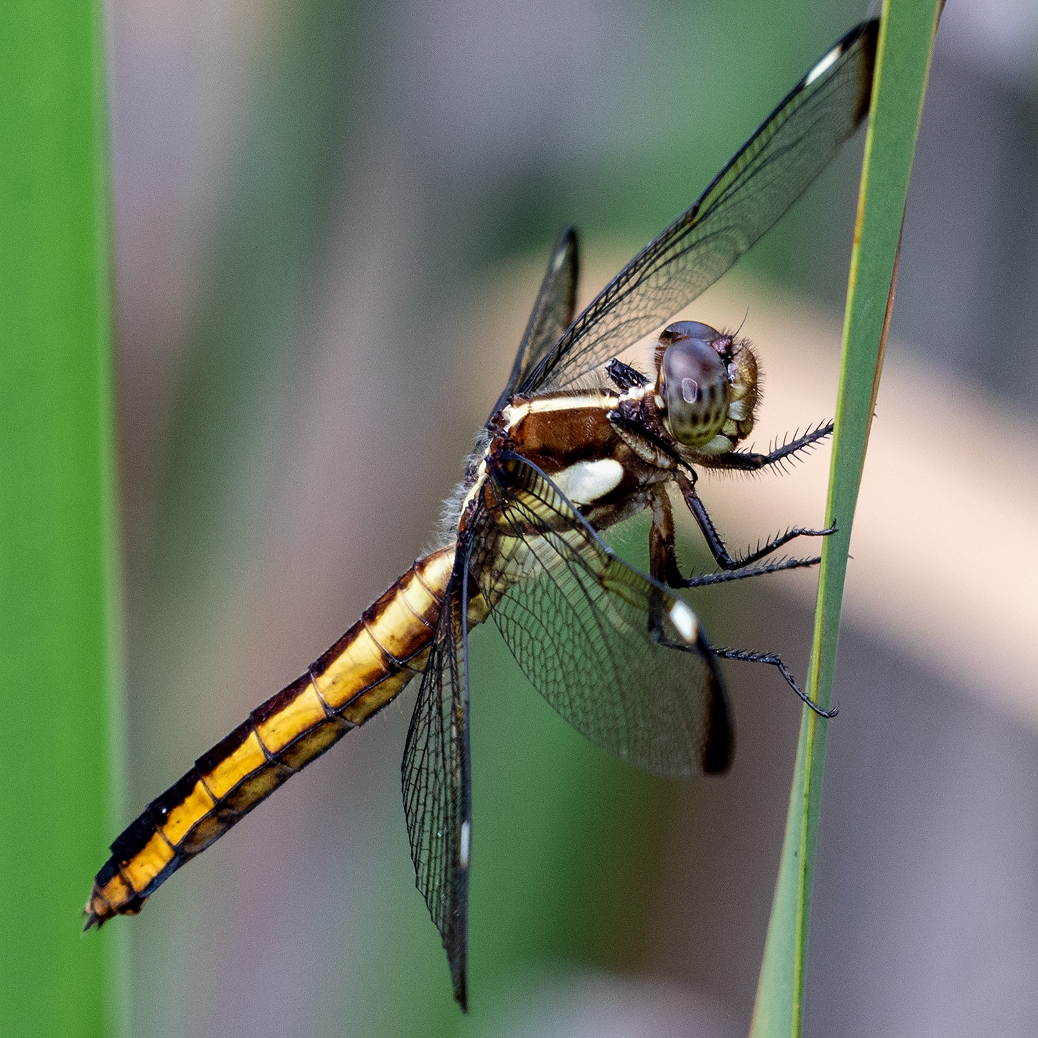 Spangled Skimmer female