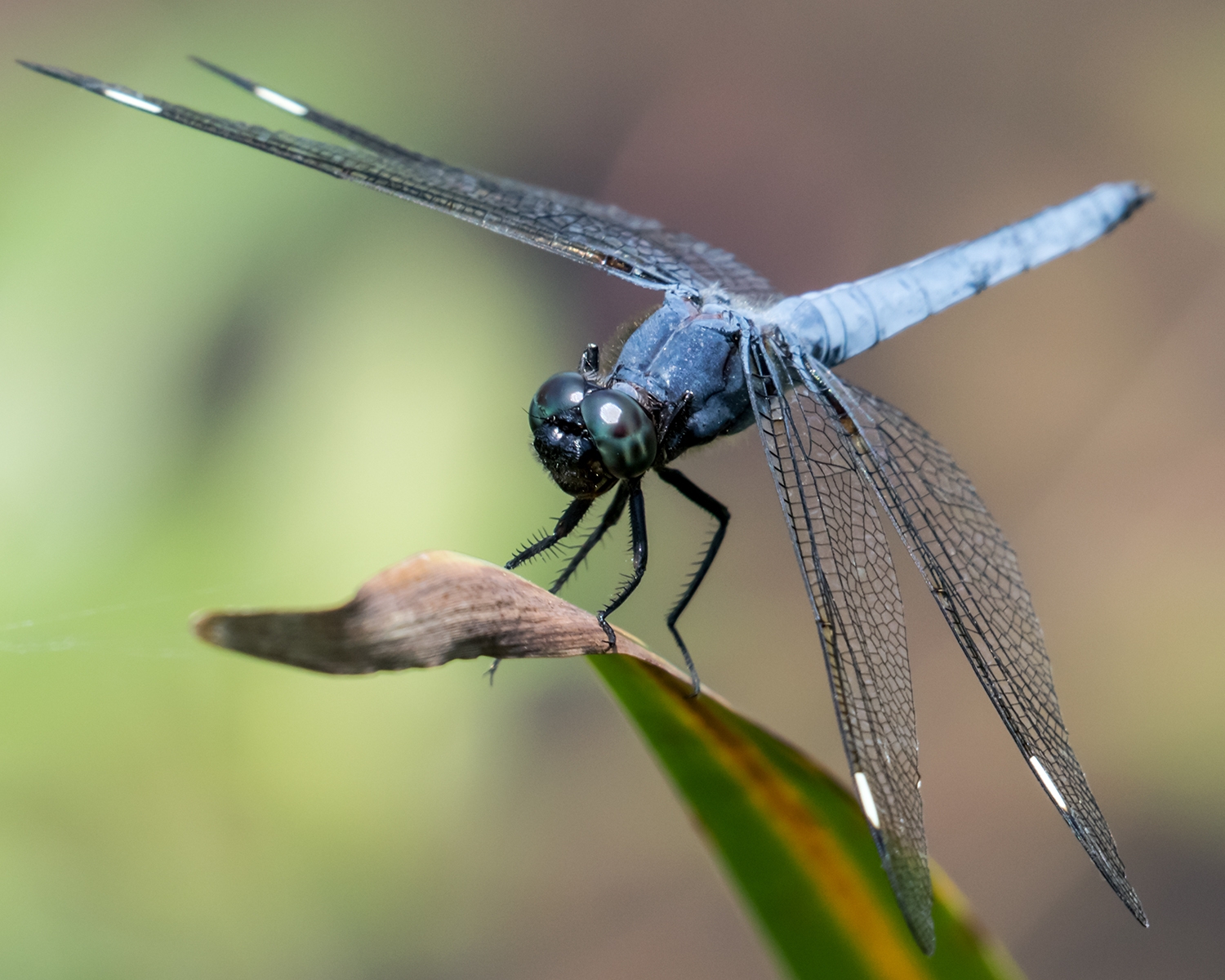 Spangled Skimmer male