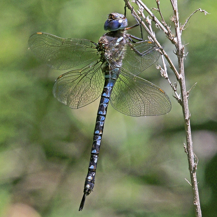 WADFSpatterdockDarner-PD.jpg