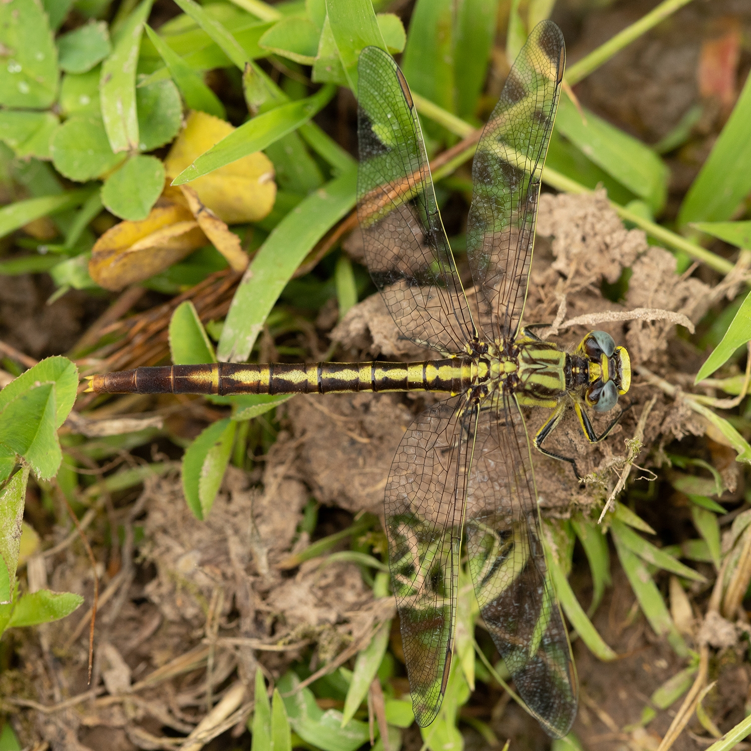 Stillwater Clubtail (Arigomphus lentulus) female