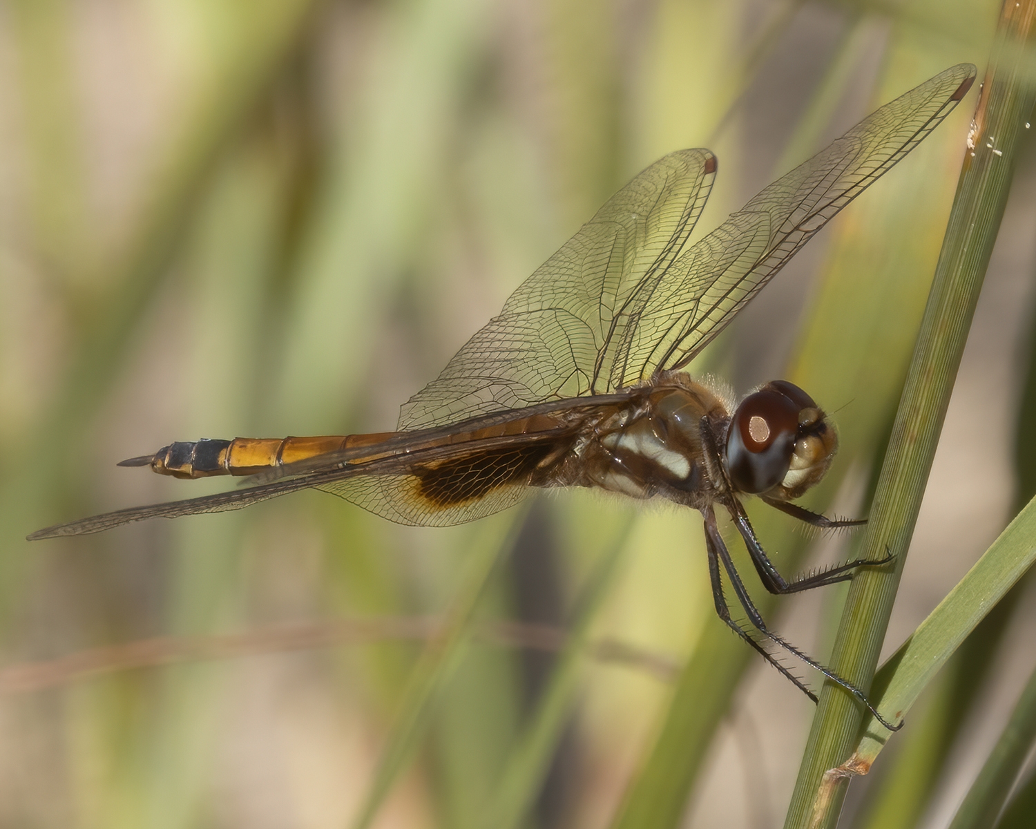 Tramea darwini