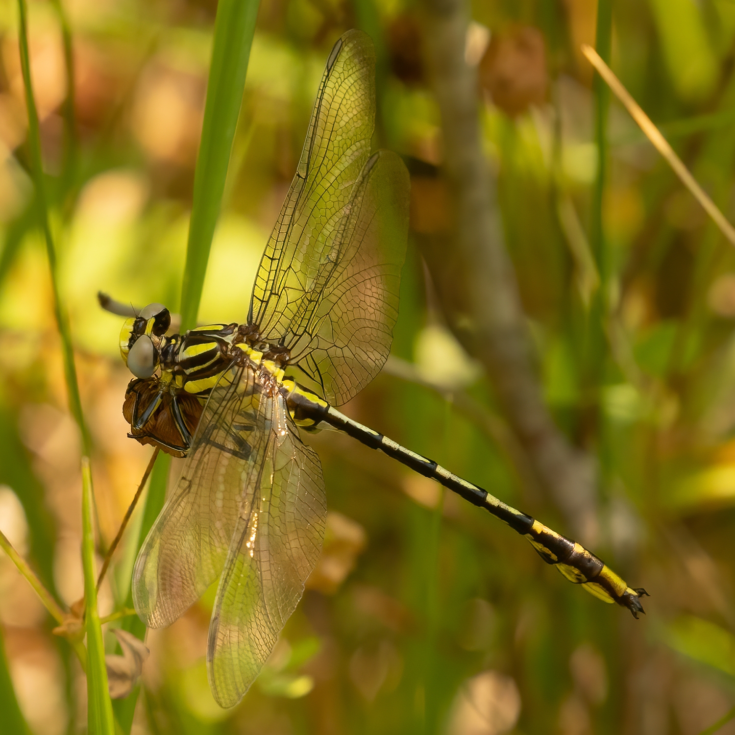 Phanogomphus militaris