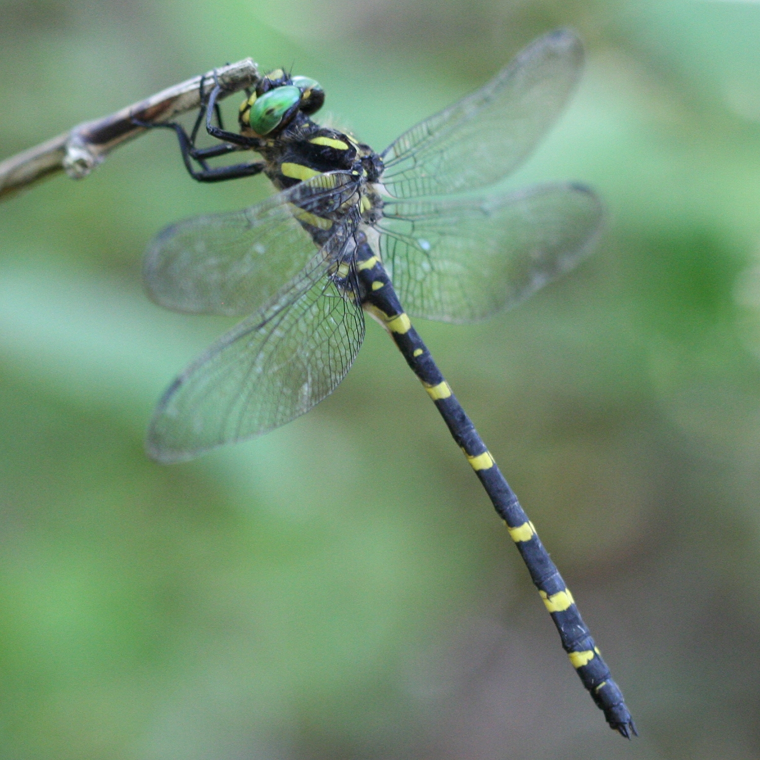 Tiger Spiketail (Cordulegaster erronea) male