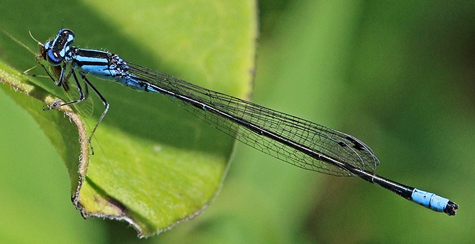 WADFTurquoiseBluet-PD.jpg