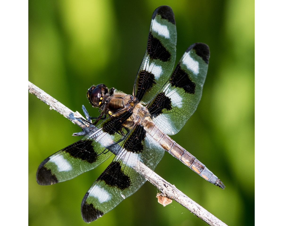 twelve-spotted skimmer