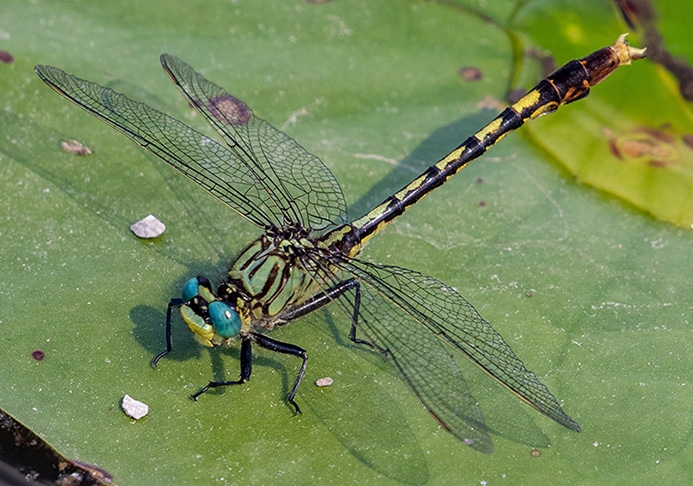 WADFUnicornClubtail-MKR.jpg