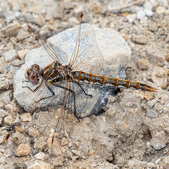 WADFVariegatedMeadowhawkFemale-MKR.jpg