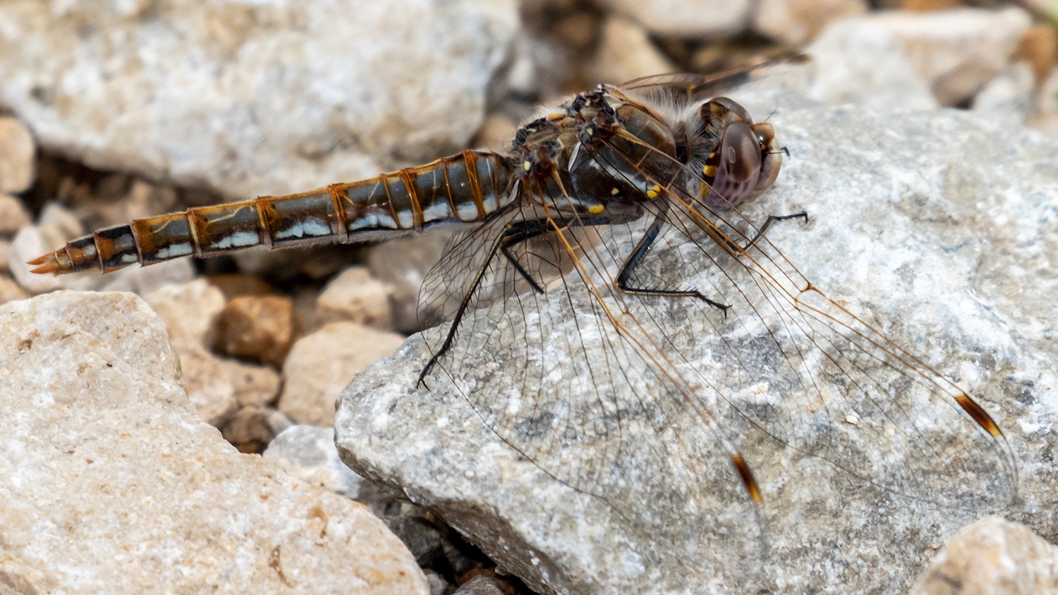 variegated meadowhawk female