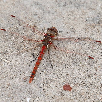 WADFVariegatedMeadowhawkMale-MKR.jpg