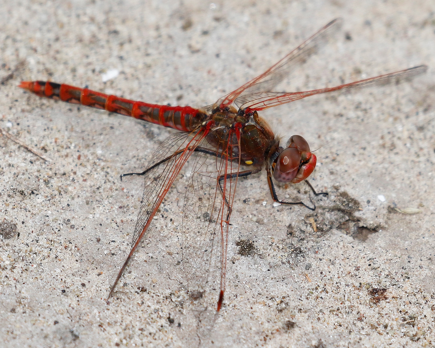 variegated meadowhawk male