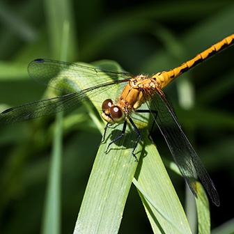 WADFWhitefacedMeadowhawkFemale-MKR.jpg