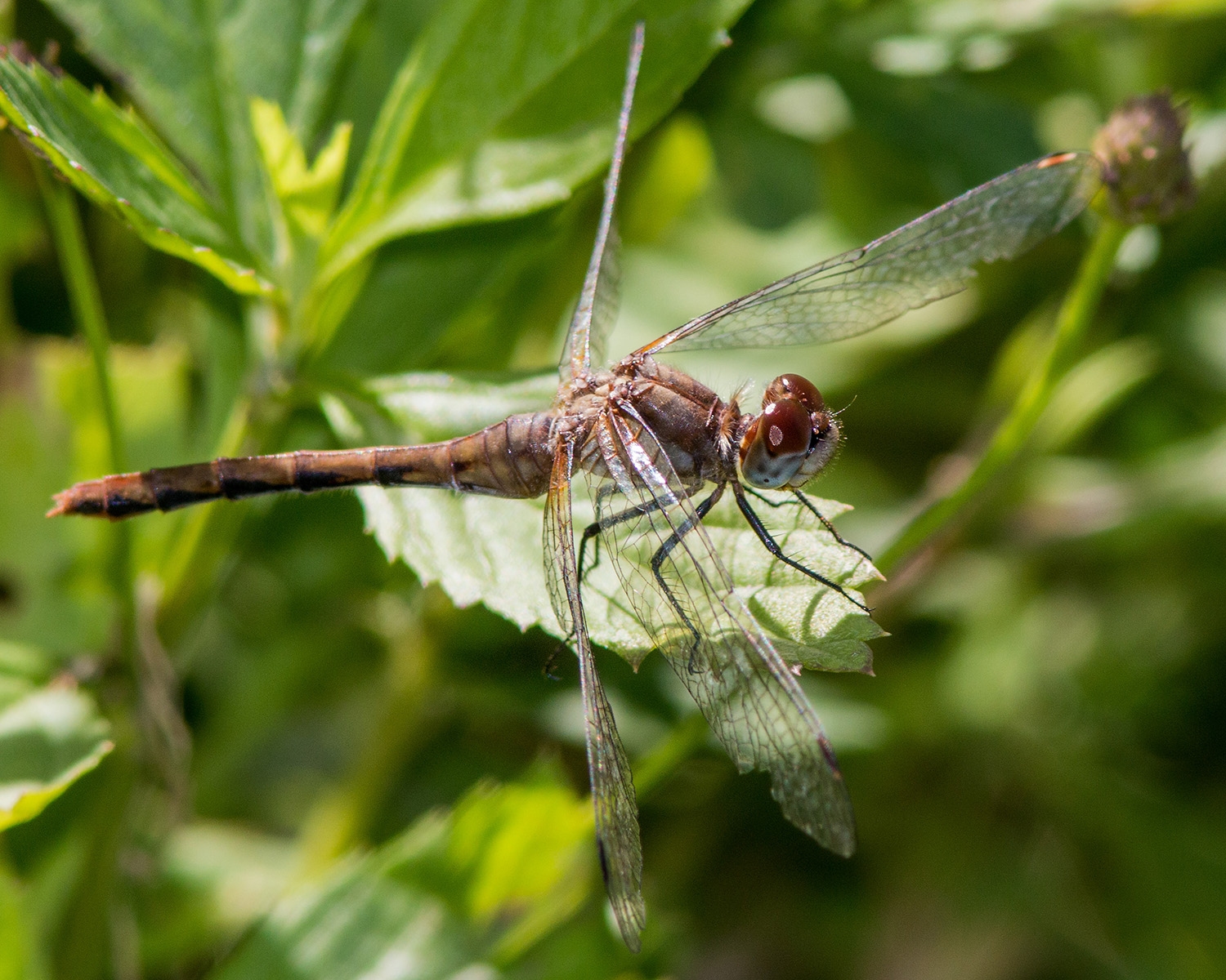 White-faced Meadowhawk female
