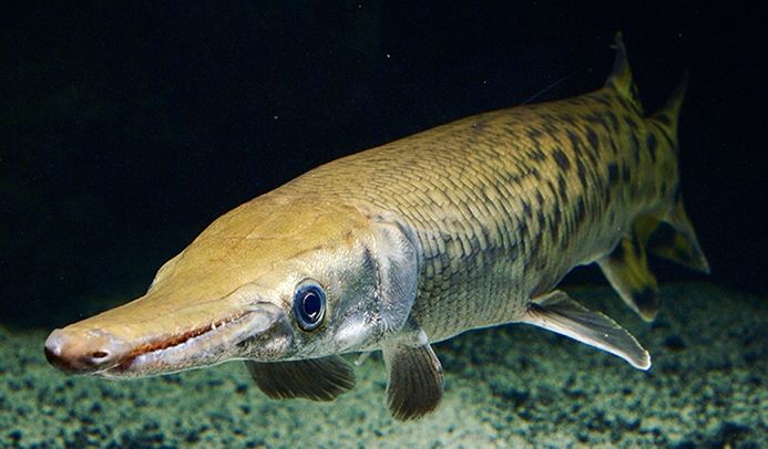 alligator gar