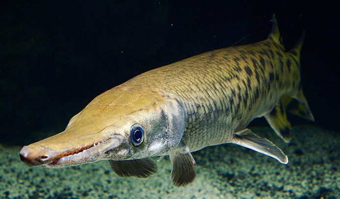 WAFalligatorGar