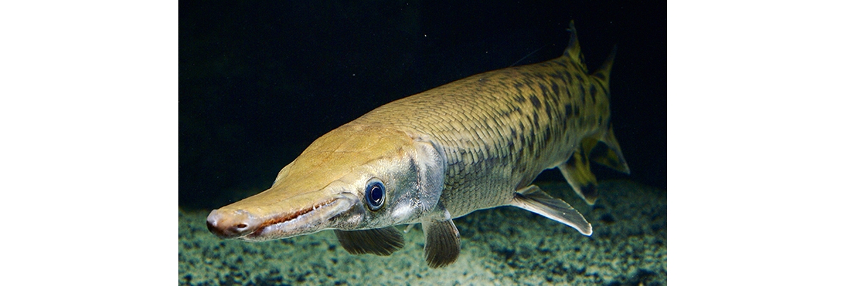 Pictures of store alligator gar