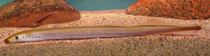 WAFAmericanBrookLamprey-KS.jpg