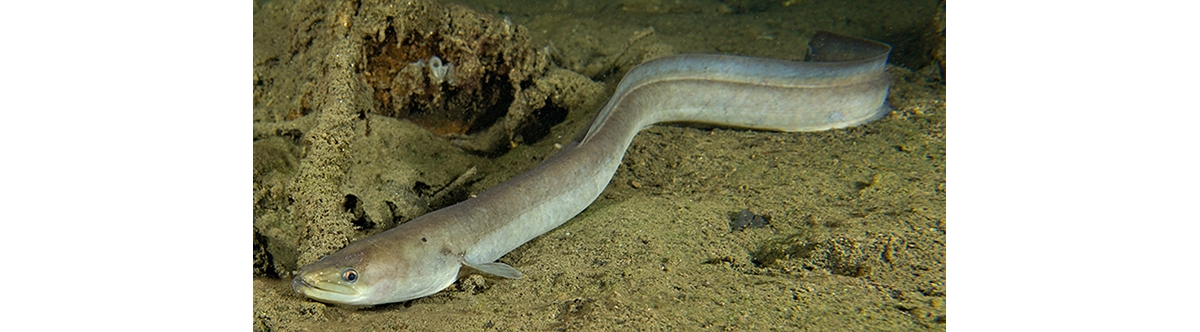 american eel