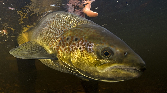 Atlantic Salmon Underwater