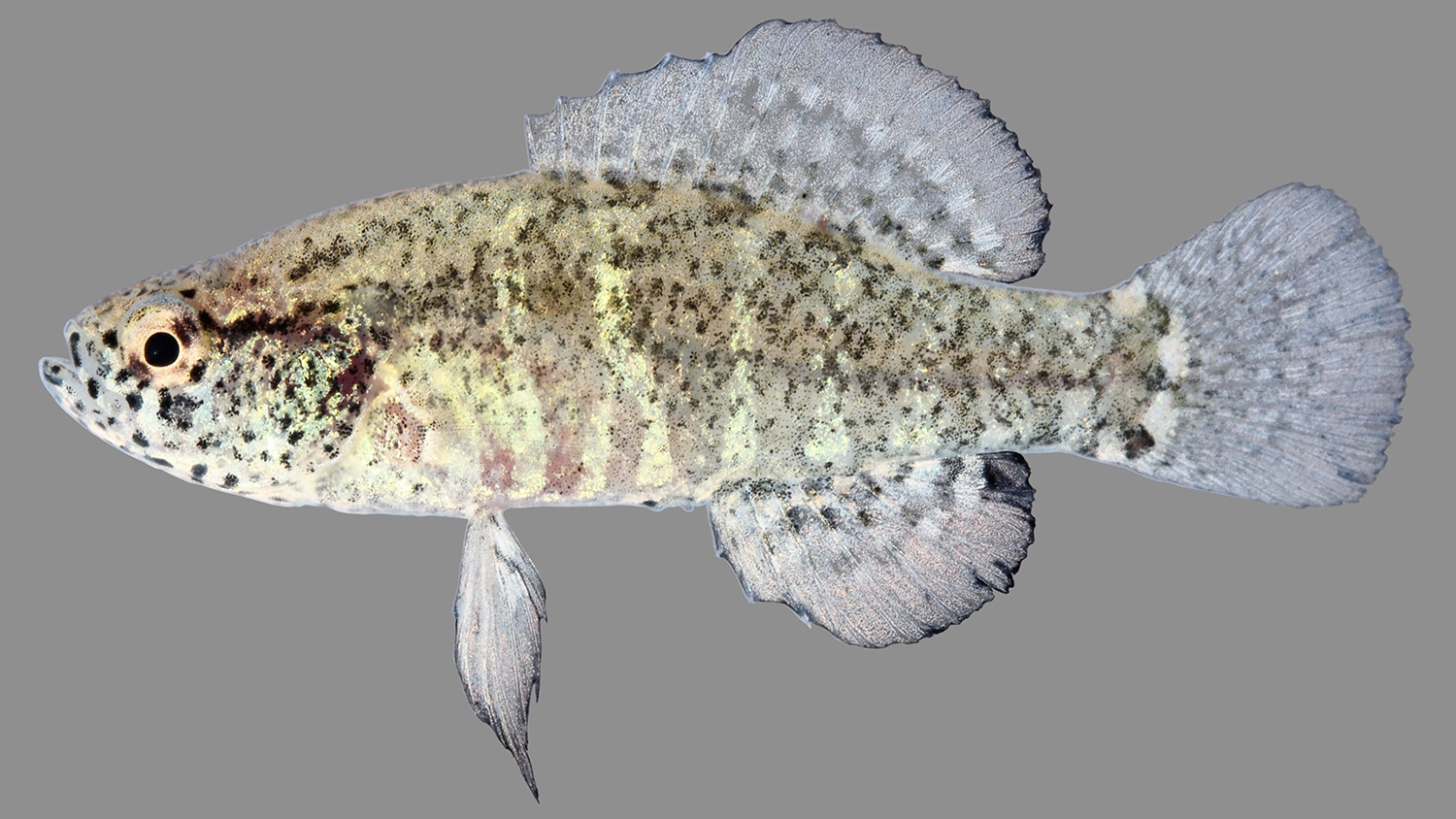 banded pygmy sunfish