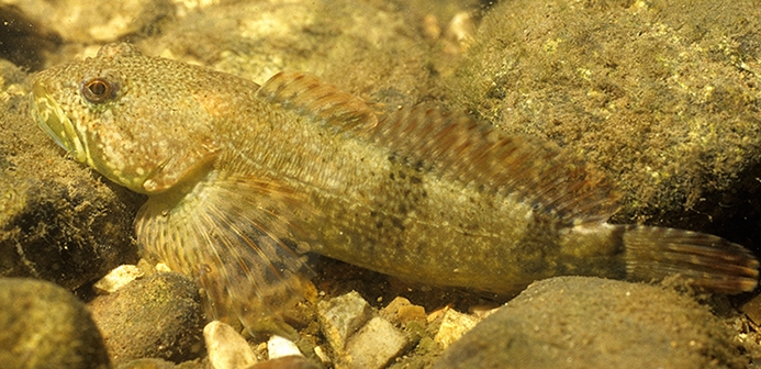 Banded Sculpin Underwater