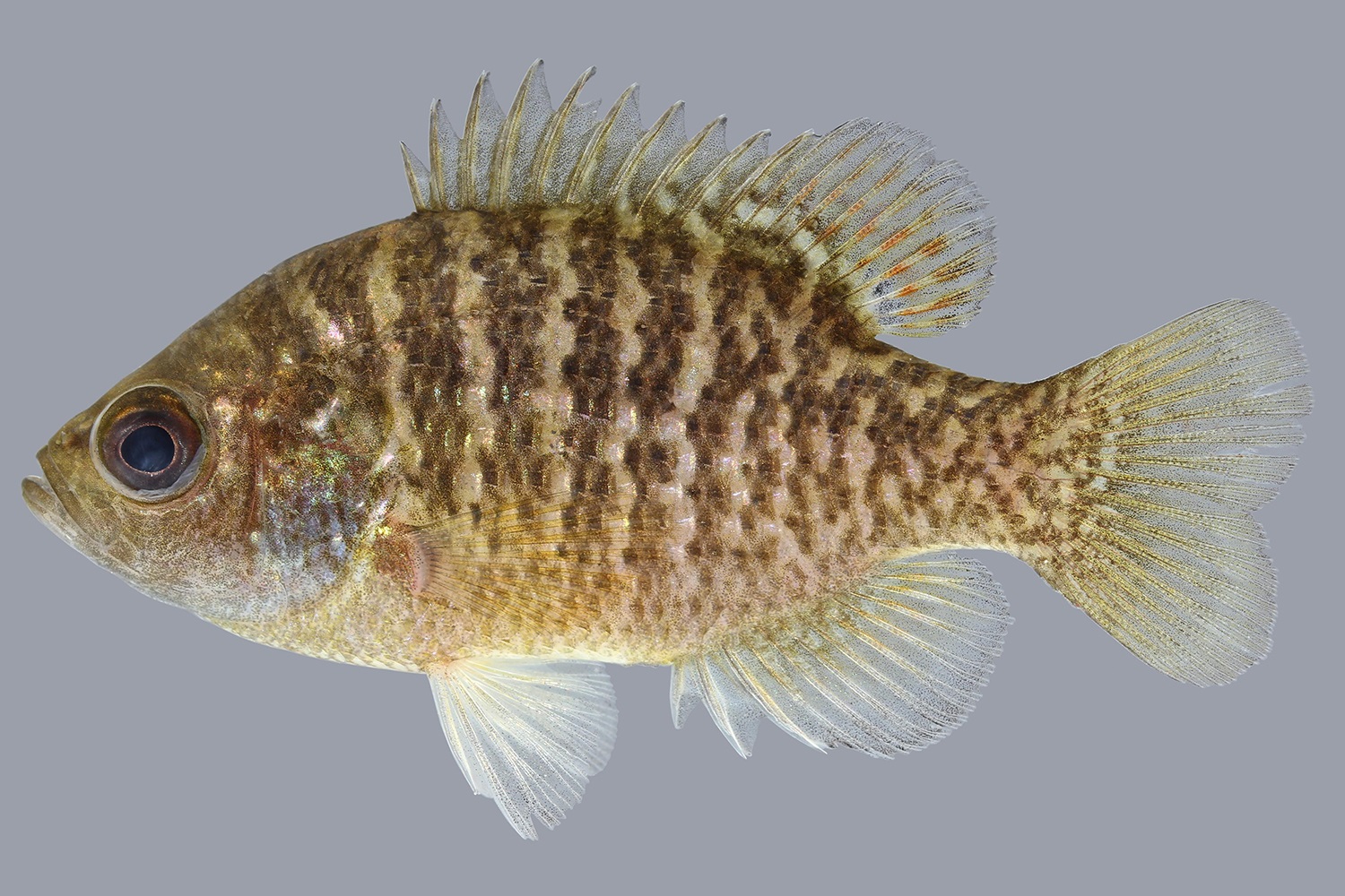 bantam sunfish