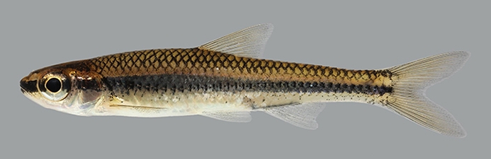 bigeye shiner