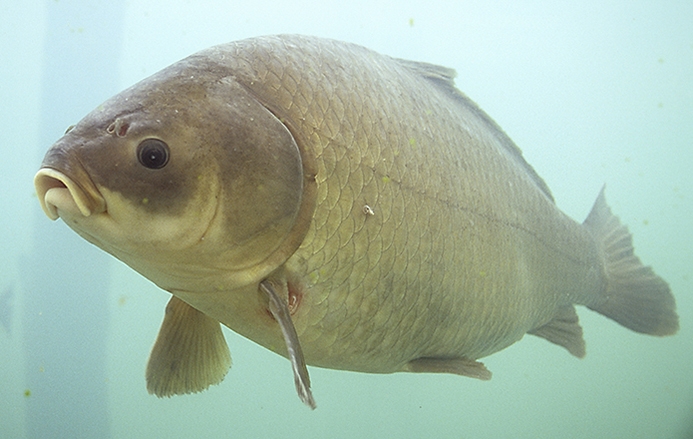 Bigmouth Buffalo Underwater