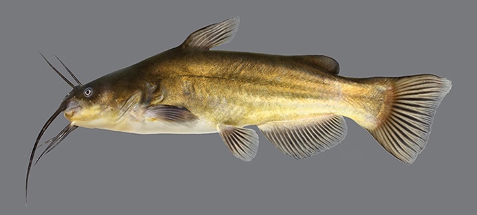 black bullhead