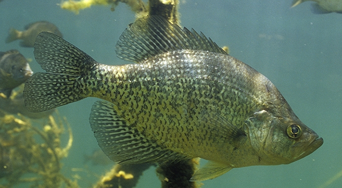 Black Crappie Underwater