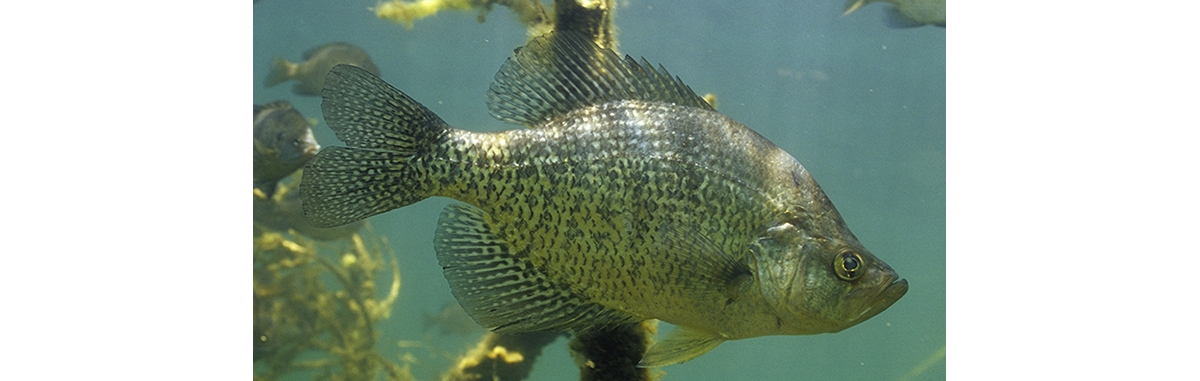 Fish Black Crappie Pomoxis Nigromaculatus Caught on the Yo-Yo Automatic  Fishing Reels. Beautiful Bald Cypress Trees in Autumn Stock Image - Image  of hold, background: 134232971