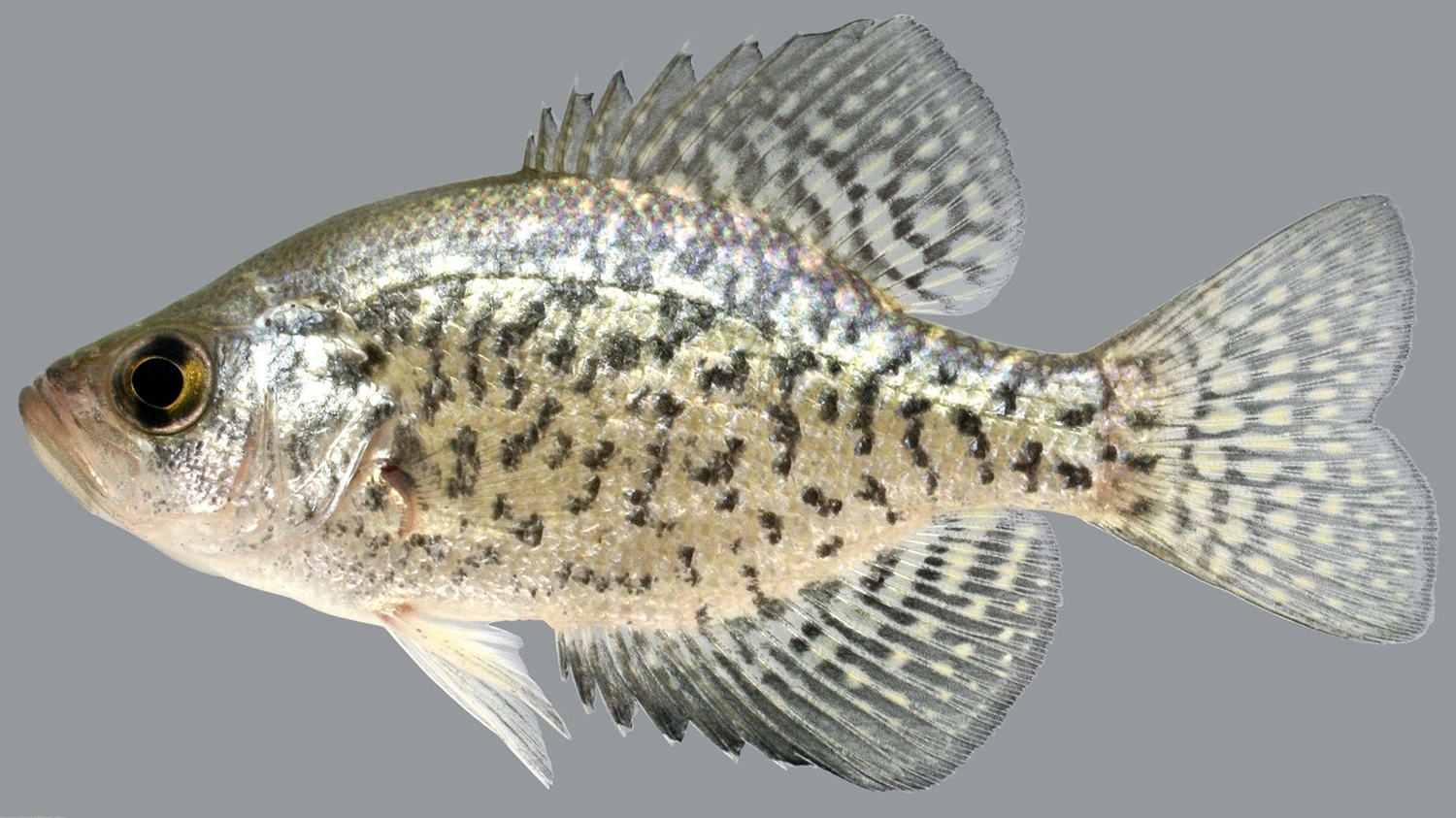 black crappie