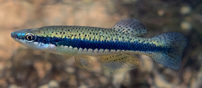 Blackspotted Topminnow Underwater