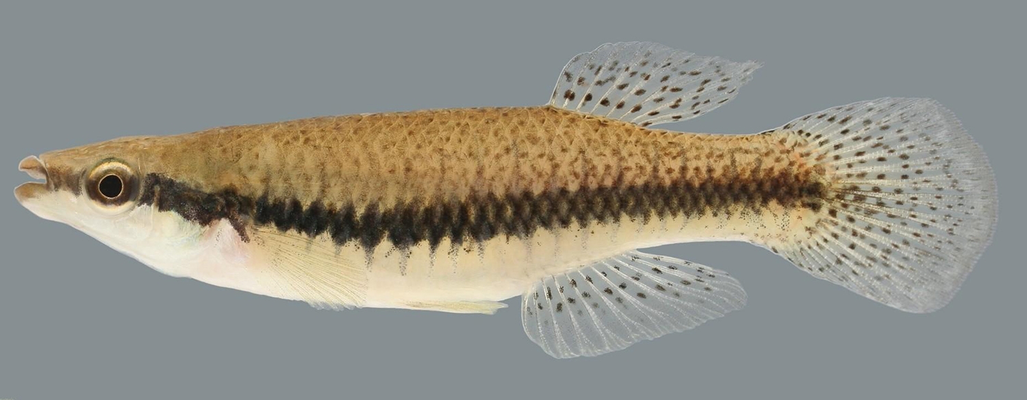 blackstripe minnow