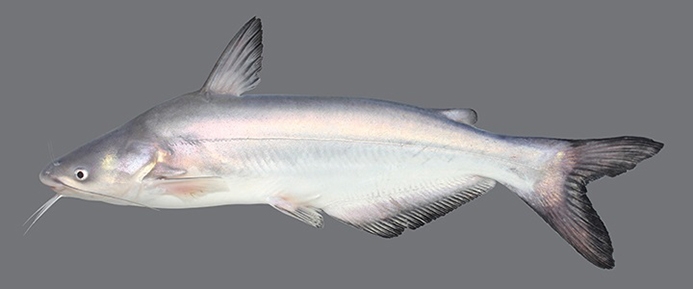 WAFBlueCatfish