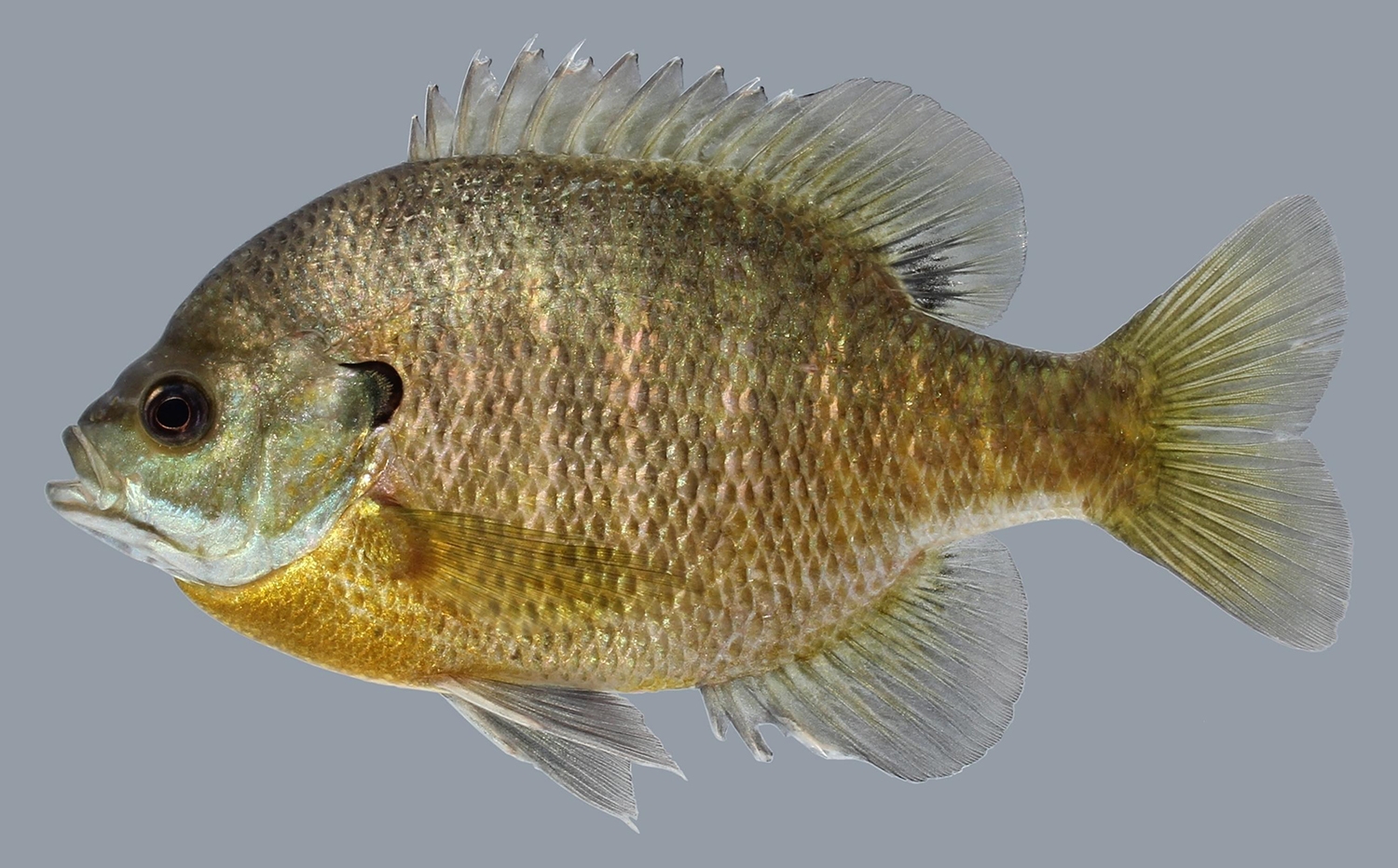 bluegill (Lepomis macrochirus) 