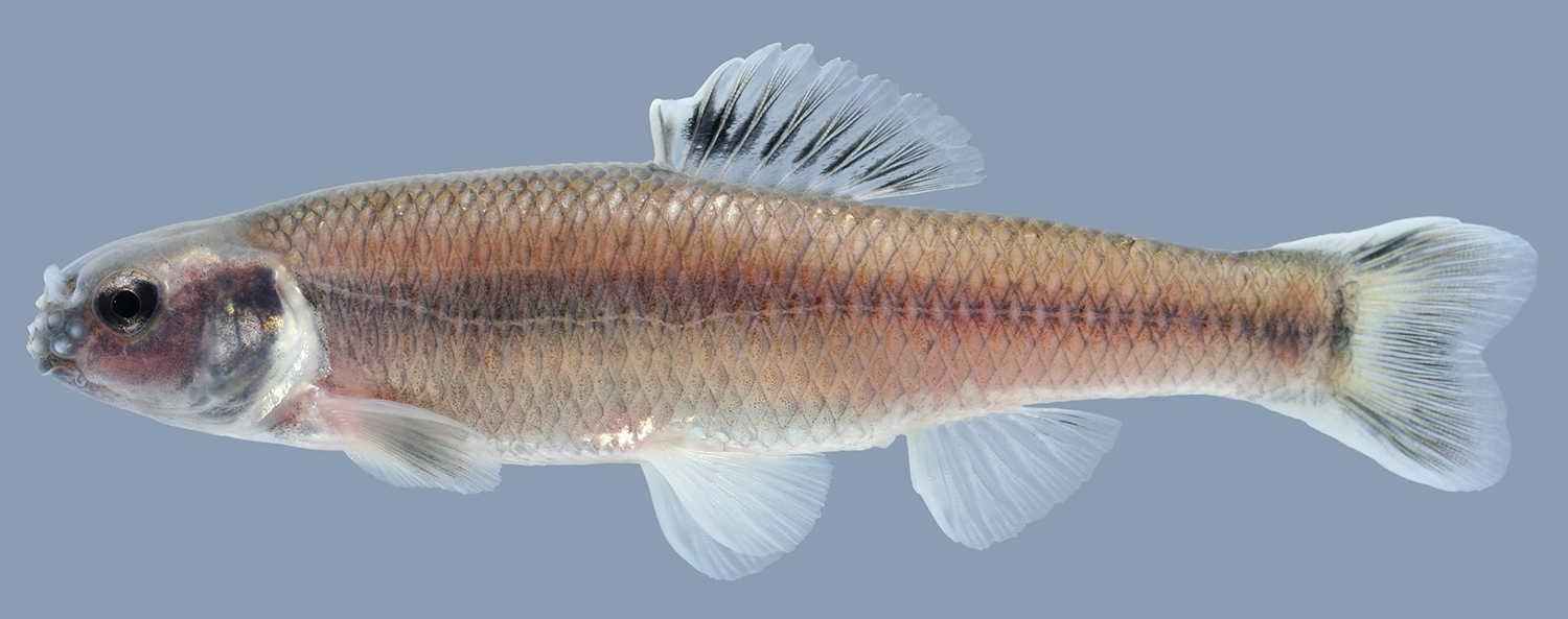 bluntnose minnow