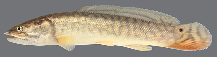 WAFBowfin-UT.JPG